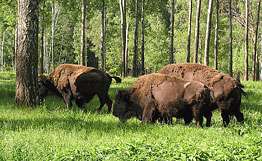 Десять бизонов сбежали с новгородской фермы. Фото: РИА Новости