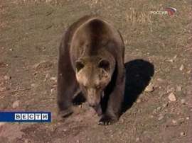 Массового отстрела медведей на Камчатке не будет. Фото: Вести.Ru