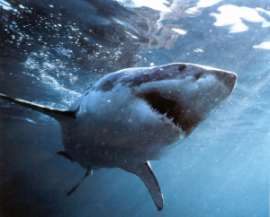 В Португалии рыбалка на акул стала одним из любимых развлечений туристов. Фото: АМИ-ТАСС