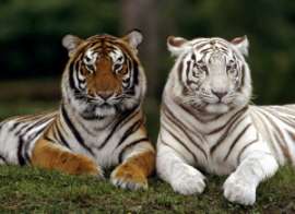Индийские зоопарки будут разводить &quot;генетически здоровых&quot; тигров. Фото: АМИ-ТАСС