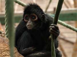 Черная коата Ateles paniscus - вид цепкохвостых обезьян, находящийся на грани исчезновения. Фото пользователя GloomyTrousers с сайта panoramio.com