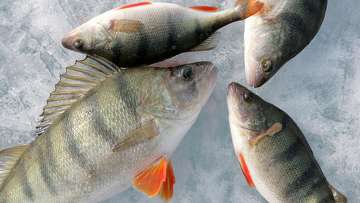 Несколько тонн рыбы сварилось в озере на Урале. Фото: РИА Новости