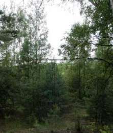 Перспективы возрождения лесов обсуждаются в рязанской Мещёре. Фото: Forest.RU