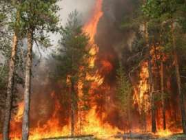 В Ростовской области сгорело 60 гектаров леса. Фото: Вести.Ru