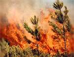 Харьковская область: восстанавливать сгоревший лес будут 30 лет. Фото: РИА &quot;Новый Регион&quot;
