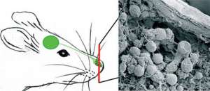 Длинные нервные волокна проводят сигналы от обонятельной луковицы мыши (показана зелёным кругом) к микроскопическим клеткам узла Грюнберга на кончике носа животного (фото Science/AAAS).