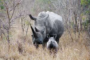 Носорог Эмили стала символом надежды защитников природы в Кении. Фото: АМИ-ТАСС