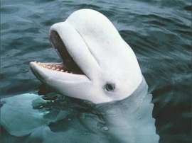  	  Кит-белуха. Фото с сайта whales.org