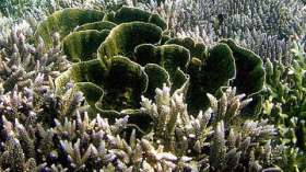 Обнаружена новая угроза для коралловых рифов. Коллаж РИА Новости