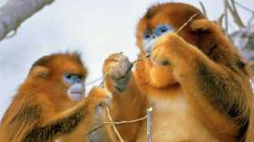 Власти Китая спасают золотистых обезьян от вымирания. Фото: РИА Новости