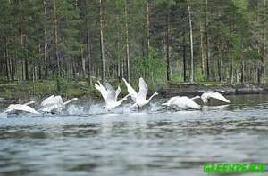 Калевальский национальный парк. Фото: Greenpeace