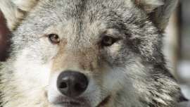 Прирученные волки понимают жесты человека не хуже собак.Фото: РИА Новости