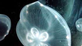 Медузы жалят благодаря бактериям, выяснили ученые. Фото: РИА Новости