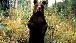 Греческие экологи расследуют убийство редкого бурого медведя. Фото: РИА Новости