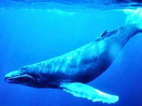 Горбатый кит. Фото пользователя Taragui с сайта wikipedia.org