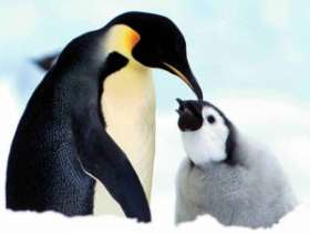 Пингвины. Фото: АМИ-ТАСС