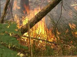 Лесные пожары. Фото из открытых источников сети Интернет