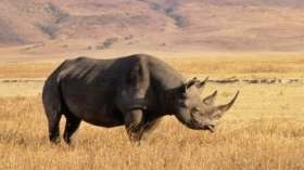 Индийский носорог-бродяга вернулся в свой заповедник. Фото: РИА Новости