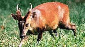 Считавшийся вымершим олень обнаружен в национальном парке Суматры. Фото: РИА Новости