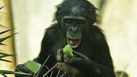Карликовые шимпанзе. Фото: wikimedia.org