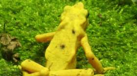 Экологи обнаружили в Колумбии считавшуюся вымершей жабу. Фото: Википедиа
