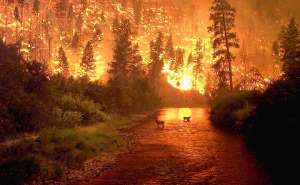 Лесной пожар. Фото из открытых источников сети Интернет