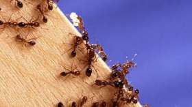 Растительноядные муравьи предпочитают соленое сладкому. Фото: РИА Новости