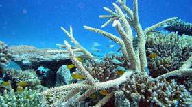 Неизвестный ранее коралловый риф открыт в районе Сейшел   http://www.saga.ua