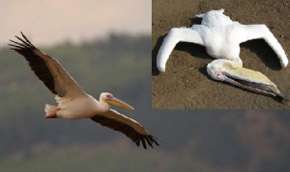 Защитники природы бьют тревогу: израильтяне губят пеликанов. Фото: MIGnews.com