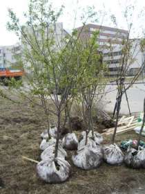 На месте свалки на северо-востоке Москвы посадят деревья. Фото: www.newskomi.ru