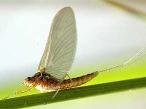  	  Поденка Caenis horaria. Продолжительность жизни этих насекомых составляет от нескольких часов до нескольких дней. Фото пользователя Sarefo с сайта wikipedia.org