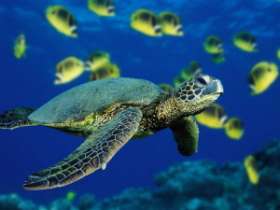 Американские черепахи угрожают водной фауне Португалии. Фото: АМИ-ТАСС
