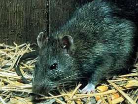 Черные крысы Rattus rattus. Фото сайта fs.fed.us