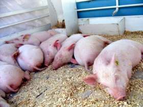 На Кубани зафиксирована вспышка африканской чумы свиней. Фото: www.arka.am