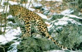 Создание в Приморье федерального заказника для охраны дальневосточного леопарда - пример эффективности природоохранных мероприятий. Фото: АМИ-ТАСС