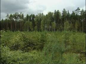 В лесах Ростовской области появится &quot;Ясень&quot;. Фото: Вести.Ru
