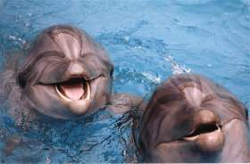 Дельфины. Фото: http://www.ukrtvory.com.ua