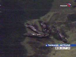 У берегов Тасмании массово гибнут киты. Фото: Вести.Ru