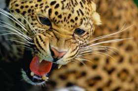 Перепись &quot;хищного населения&quot;: мексиканских ягуаров посчитают. Фото: www.ta1.ru