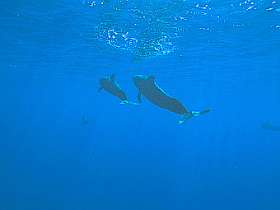 Гринды в океане. Фото пользователя Mousse с сайта wikipedia.org