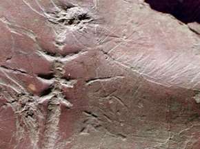 Ученые нашли отпечаток стрекозы возрастом 312 миллионов лет. Фото: Reuters