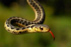 Коричневая древесная змея на два дня парализовала работу одного из австралийских офисов. Фото: АМИ-ТАСС