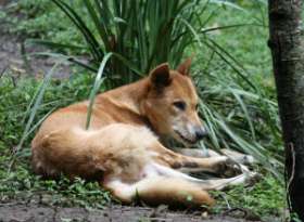 Австралийские собаки динго могут исчезнуть как вид уже в течение ближайших двух десятилетий. Фото: АМИ-ТАСС
