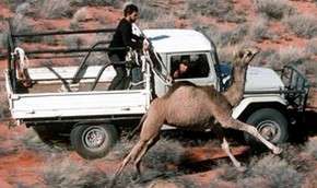 Австралийцам советуют поедать верблюдов и кенгуру. Фото: MIGnews.com