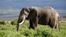 Экологи заявляют о резком сокращении популяции африканских слонов. Фото: www.wikipedia.org