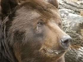 Медведи столичного зоопарка наконец смогли впасть в спячку. Фото: Вести.Ru