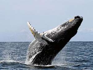 Горбатый кит. Фото пользователя CillanXC с сайта wikipedia.org