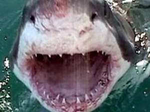 The Times составила СПИСОК самых удивительных находок в желудках акул. Фото: timesonline.co.uk