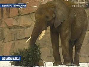 Нераспроданные на Новый год ёлки в Берлине утилизируют… с помощью слонов. У обитателей местного зоопарка - наступает. Фото: Вести.Ru