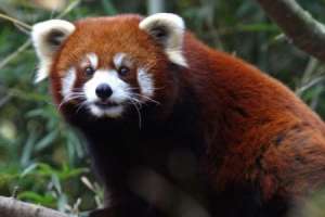 Красная панда. Фото: http://i.i.ua